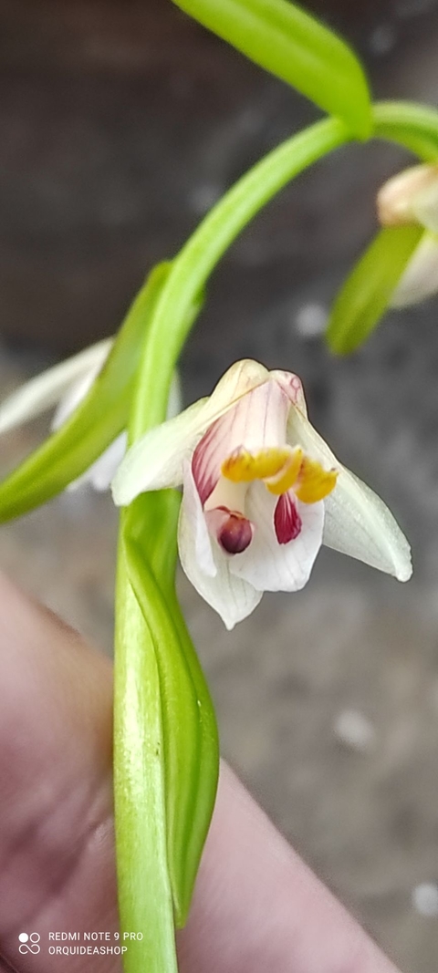 Eria rosea - comprar online