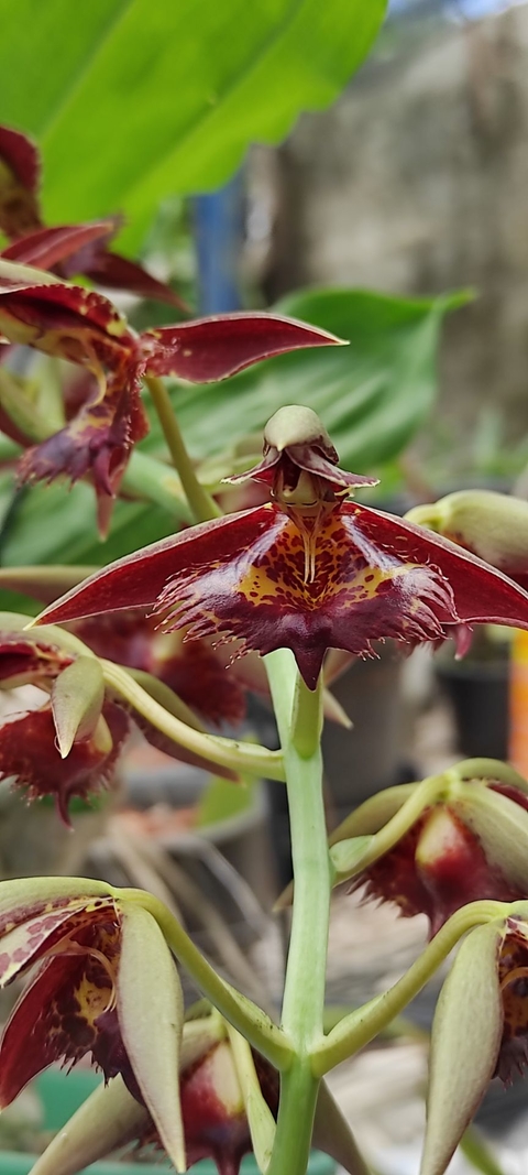 Catasetum cernuum x fimbriatum
