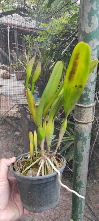 Laelia tenebrosa (albina x aurea) - OrquideaShop
