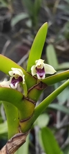 Maxillaria equitans
