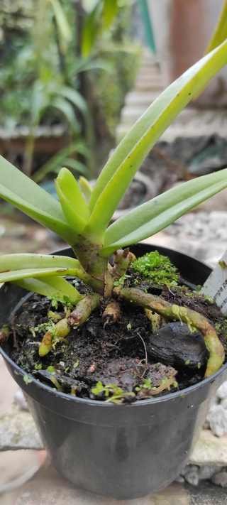 Acampe papilosa - Adulta - OrquideaShop