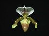 Paphiopedilum leeanum