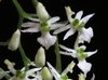 Phymatidium tillandsioides na internet