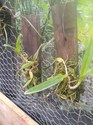 bulbophyllum careyanum - bulbophyllum crassipes na internet