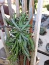 Chiloschista lunifera "Orquídea Fantasma" na internet