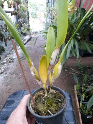 Laelia purpurata flamea (Flame x Roja) na internet