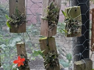 Sophronitis pygmaea - OrquideaShop
