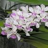 rhynchostylis Gigantea Phai - comprar online