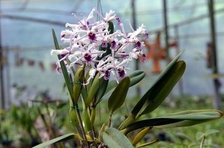 Laelia crispa tipo - OrquideaShop
