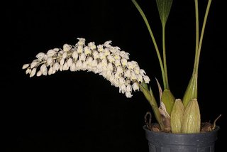 Coelogyne multiflora - comprar online