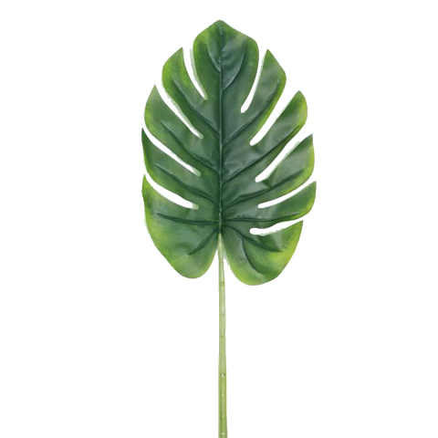 HOJA MONSTERA