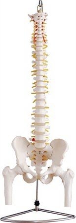 MODELO COLUMNA VERTEBRAL P/PRACTICAS FISIOTERAPIA KINESIOLOGIA Y DEMOS FLEXIBLE C/ CABEZA DE FEMUR Y SOPORTE