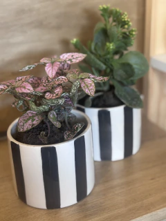 Maceta cerámica rayas + planta
