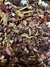Chocolate berries - comprar online