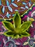 Cenicero Purple Dream - tienda online