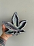Cenicero Purple Dream en internet
