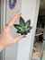 Cenicero Blue Dream en internet