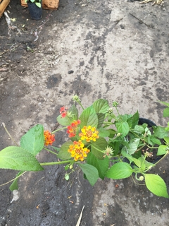 Lantana Camara