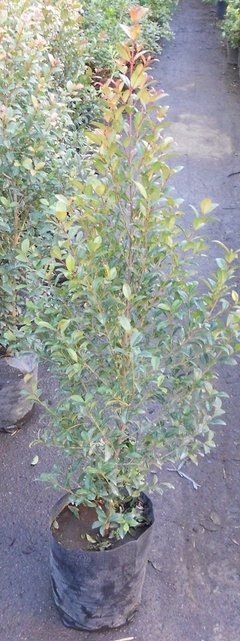 Eugenia Myrtipholia 10 Litros - Envios