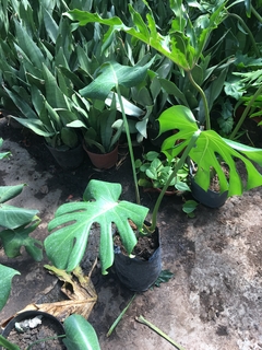 Monstera Planta De Interior Y Exterior