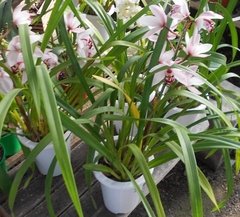 Orquidea Cymbidium - comprar online
