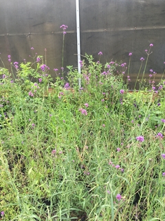 VERBENA BONAERENSIS