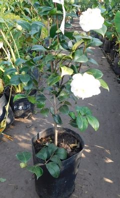Camelia Planta Exterior - comprar online