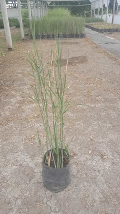 Panicum virgatum