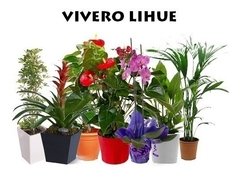 Buxus 4 Litros - comprar online