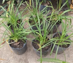 Agapanthus Enano Planta Exterior