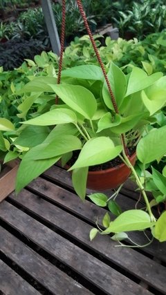 Pothus Lemon Colgante - comprar online