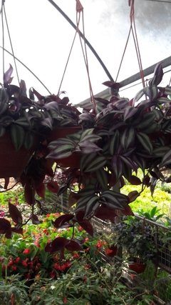 Tradescantia Zebrina Planta De Interior - comprar online