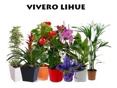 Monstera Planta De Interior Y Exterior en internet