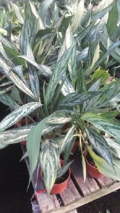 Aglaonema Silver Queen Planta De Interior