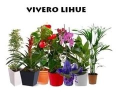 Dracena Robusta Planta De Interior - comprar online