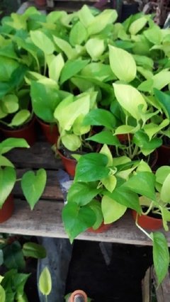 Pothus Lemon M12