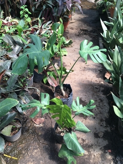 Monstera Planta De Interior Y Exterior - comprar online