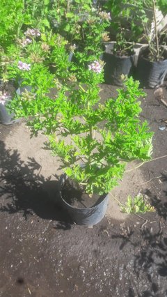 Citronela