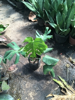 Monstera 4 Litros Planta De Interior Y Exterior