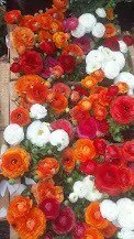 Marimonia x 5 unidades
