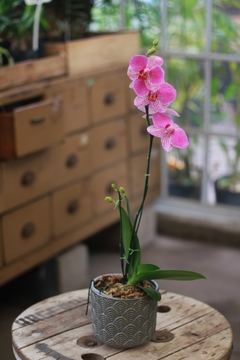 Orquidea Phaleanopsis
