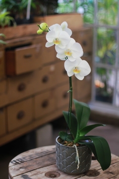 Orquidea Phaleanopsis - tienda online