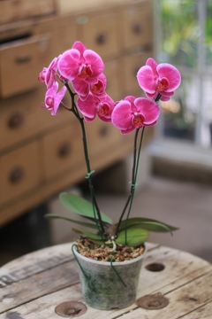 Orquidea Phaleanopsis en internet