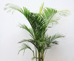 Areca - comprar online