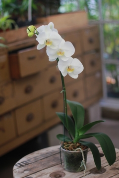 Imagen de Orquidea Phaleanopsis