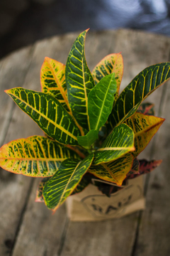Croton Petra - comprar online