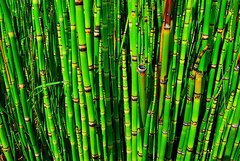 Equisetum - Cola de Caballo en internet