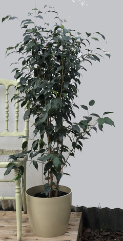 Ficus Negro en internet