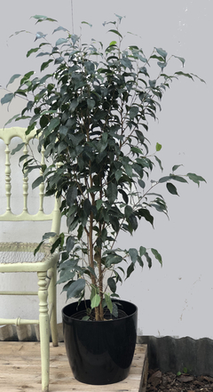 Ficus Negro - comprar online