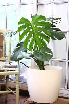 Monstera Deliciosa